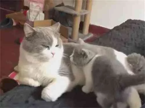 小奶猫撒娇 却遭到猫爸连环踢 亲爹没弄错!