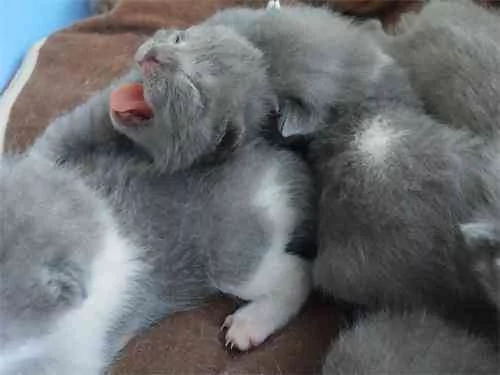 小奶猫撒娇 却遭到猫爸连环踢 亲爹没弄错!