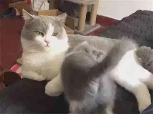小奶猫撒娇 却遭到猫爸连环踢 亲爹没弄错!