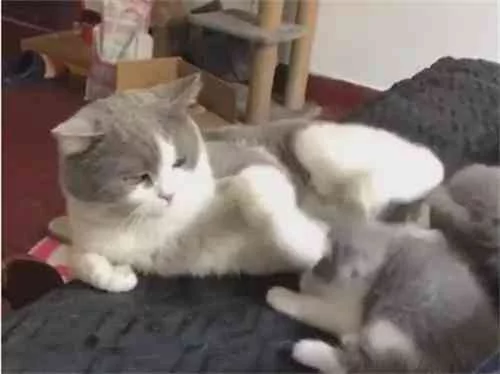 小奶猫撒娇 却遭到猫爸连环踢 亲爹没弄错!