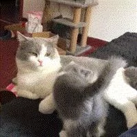 小奶猫撒娇 却遭到猫爸连环踢 亲爹没弄错!