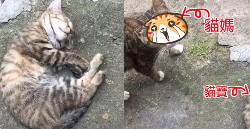 看到睡觉的小猫忍不住靠近拍照 结果往左看 网友笑喷:算你命大啦!