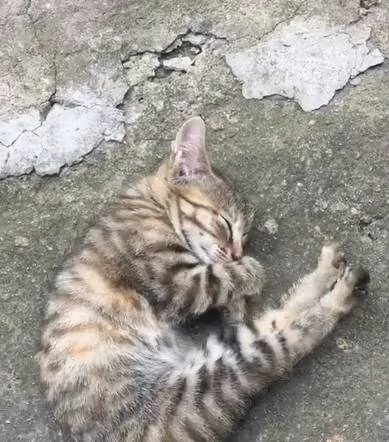 看到睡觉的小猫忍不住靠近拍照 结果往左看 网友笑喷:算你命大啦!