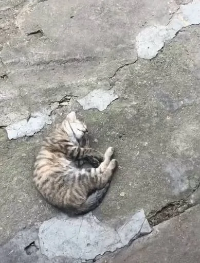 看到睡觉的小猫忍不住靠近拍照 结果往左看 网友笑喷:算你命大啦!