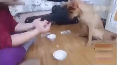 狗狗跟主人玩赌球 输急眼了耍赖 抱着钱不放 萌翻了!