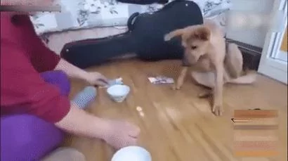 狗狗跟主人玩赌球 输急眼了耍赖 抱着钱不放 萌翻了!