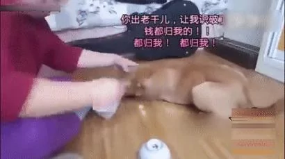 狗狗跟主人玩赌球 输急眼了耍赖 抱着钱不放 萌翻了!