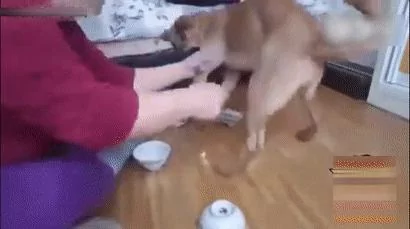 狗狗跟主人玩赌球 输急眼了耍赖 抱着钱不放 萌翻了!