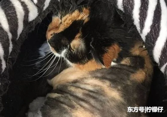 女子在野外 发现了一只奇怪生物 有百条尾巴 真相让人不可思议