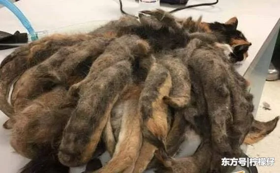 女子在野外 发现了一只奇怪生物 有百条尾巴 真相让人不可思议