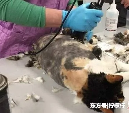 女子在野外 发现了一只奇怪生物 有百条尾巴 真相让人不可思议