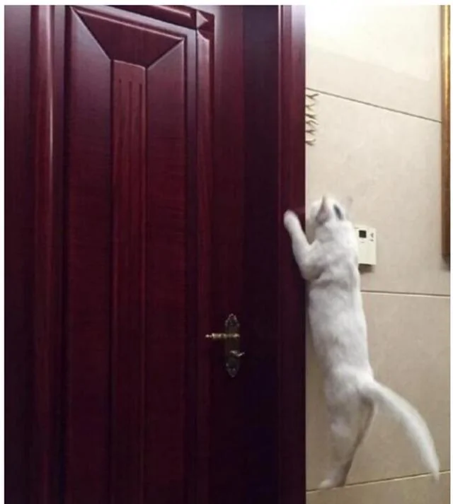 主人强制猫咪减肥 猫咪扒门跳高才能吃到小鱼干 主人哭笑不得!