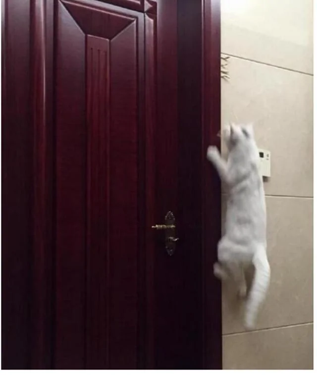 主人强制猫咪减肥 猫咪扒门跳高才能吃到小鱼干 主人哭笑不得!