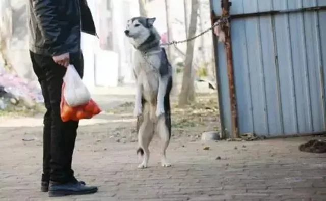 哈士奇被主人绑在家门口 不为了看门 只是防止二哈上天!