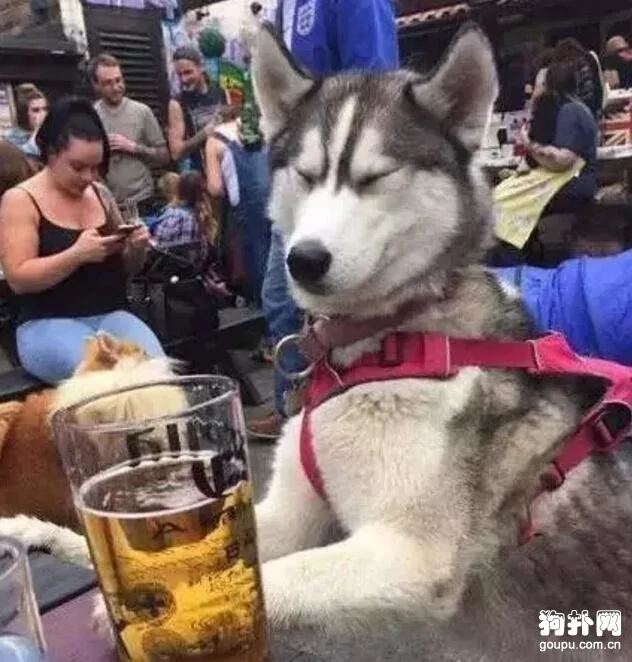 哈士奇趁主人不注意喝下一整瓶酒 结果整只狗都瘫了…..