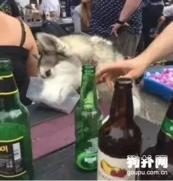 哈士奇趁主人不注意喝下一整瓶酒 结果整只狗都瘫了…..