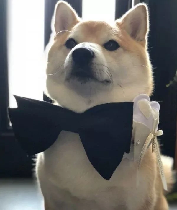 柴犬婚礼上负责送戒指 结果看到主人伸手就跑:我反对这门亲事!