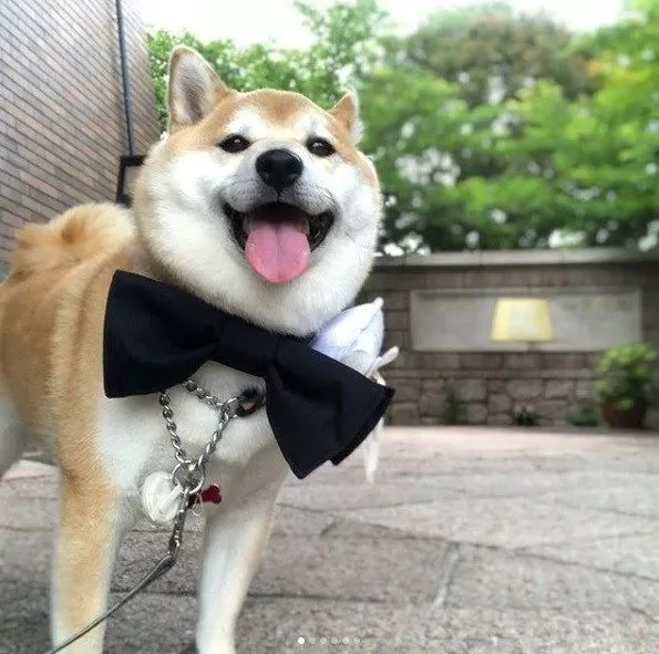 柴犬婚礼上负责送戒指 结果看到主人伸手就跑:我反对这门亲事!