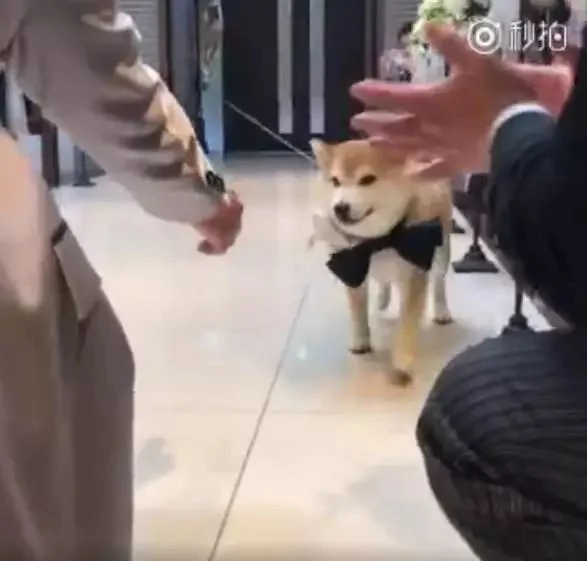 柴犬婚礼上负责送戒指 结果看到主人伸手就跑:我反对这门亲事!