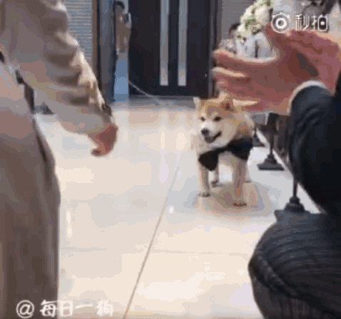 柴犬婚礼上负责送戒指 结果看到主人伸手就跑:我反对这门亲事!
