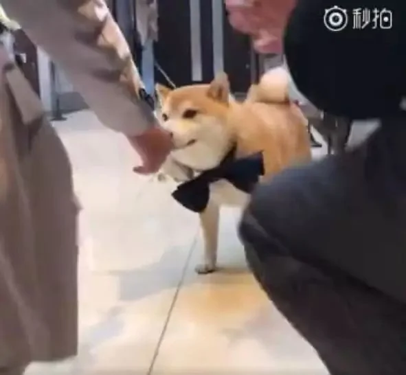 柴犬婚礼上负责送戒指 结果看到主人伸手就跑:我反对这门亲事!