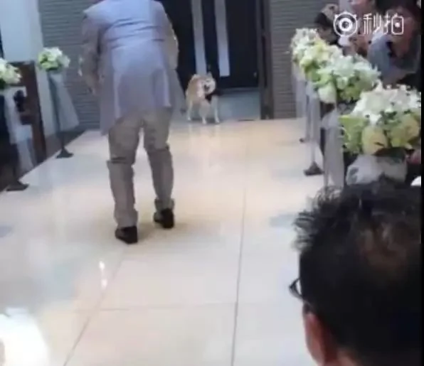 柴犬婚礼上负责送戒指 结果看到主人伸手就跑:我反对这门亲事!