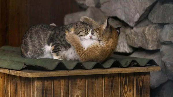山猫宝宝被抛弃差点活不成 交给母猫扶养 结果超暖心 让人感动!
