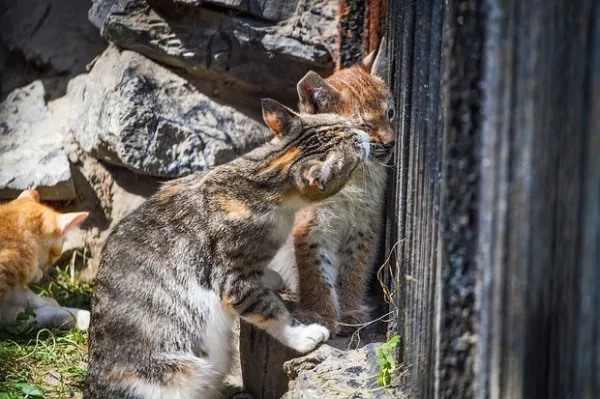 山猫宝宝被抛弃差点活不成 交给母猫扶养 结果超暖心 让人感动!