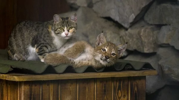 山猫宝宝被抛弃差点活不成 交给母猫扶养 结果超暖心 让人感动!