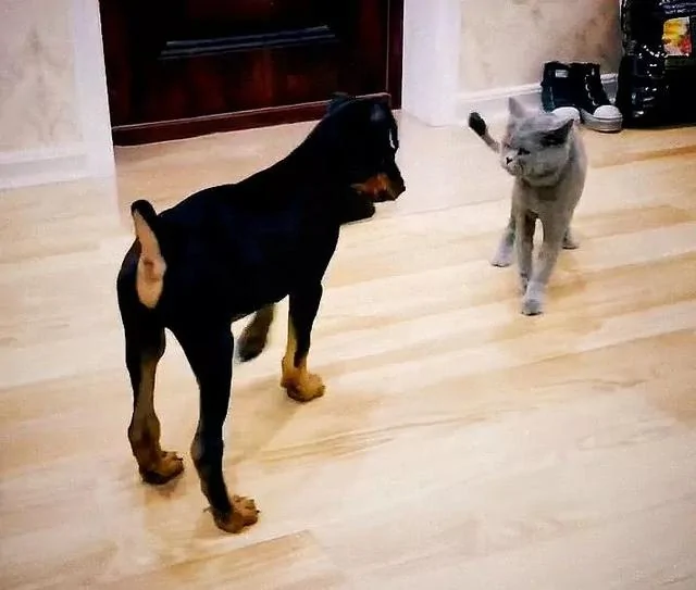 偷啃玩具鱼被猫主子追咬 狗狗一脸崩溃:一条假鱼至于么!