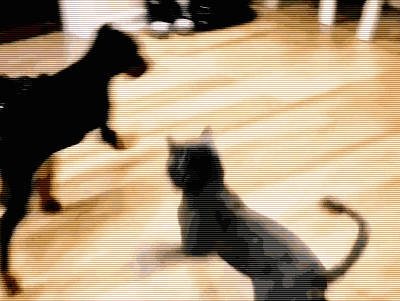 偷啃玩具鱼被猫主子追咬 狗狗一脸崩溃:一条假鱼至于么!