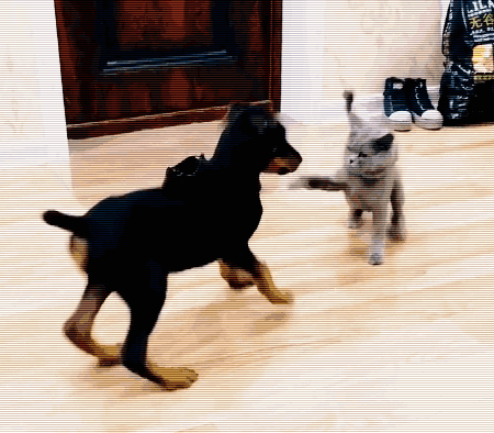 偷啃玩具鱼被猫主子追咬 狗狗一脸崩溃:一条假鱼至于么!