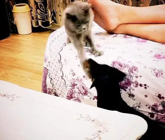 偷啃玩具鱼被猫主子追咬 狗狗一脸崩溃:一条假鱼至于么!