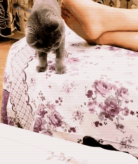 偷啃玩具鱼被猫主子追咬 狗狗一脸崩溃:一条假鱼至于么!