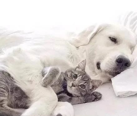 金毛怀疑是猫咪偷走了自己的骨头 领着猫去了垃圾桶!