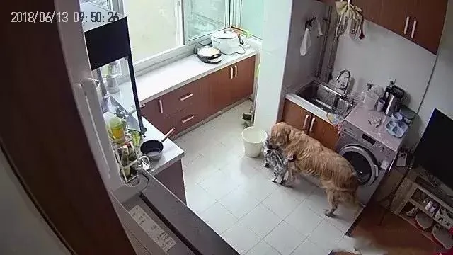 金毛怀疑是猫咪偷走了自己的骨头 领着猫去了垃圾桶!