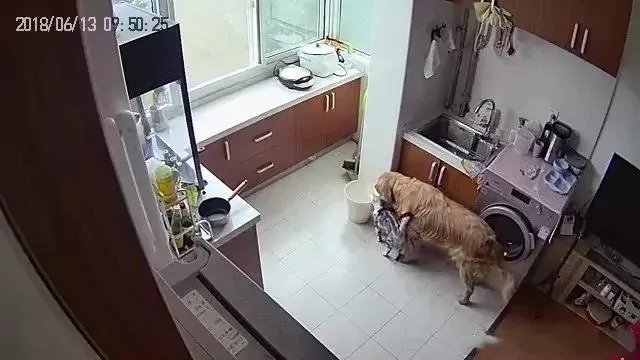 金毛怀疑是猫咪偷走了自己的骨头 领着猫去了垃圾桶!