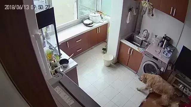 金毛怀疑是猫咪偷走了自己的骨头 领着猫去了垃圾桶!