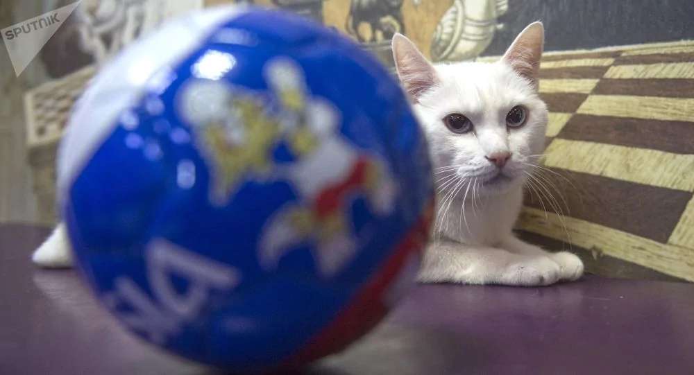 野猪成功“预测”特朗普当总统 现给出世界杯4强名单!