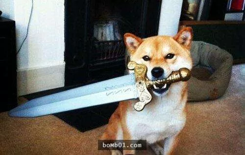 柴犬们的傻萌举止,让我笑到求饶啊!