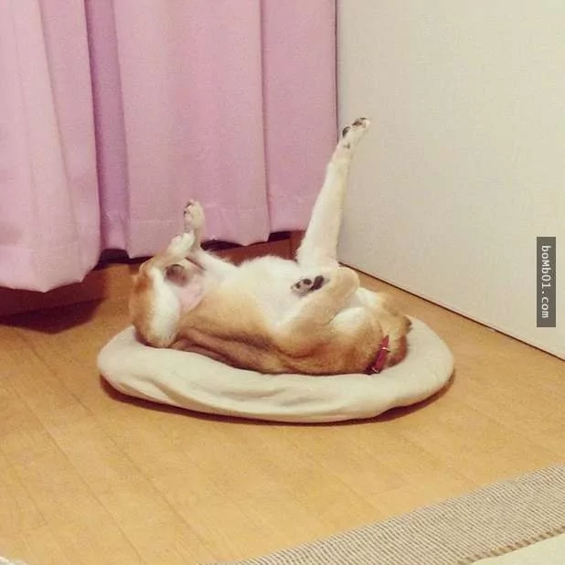 柴犬们的傻萌举止,让我笑到求饶啊!