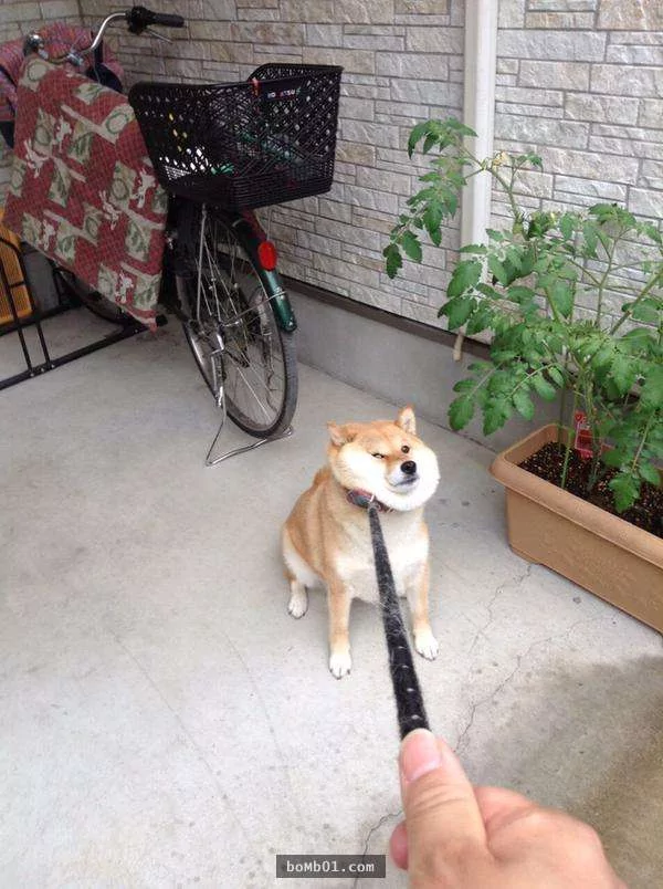 柴犬们的傻萌举止,让我笑到求饶啊!