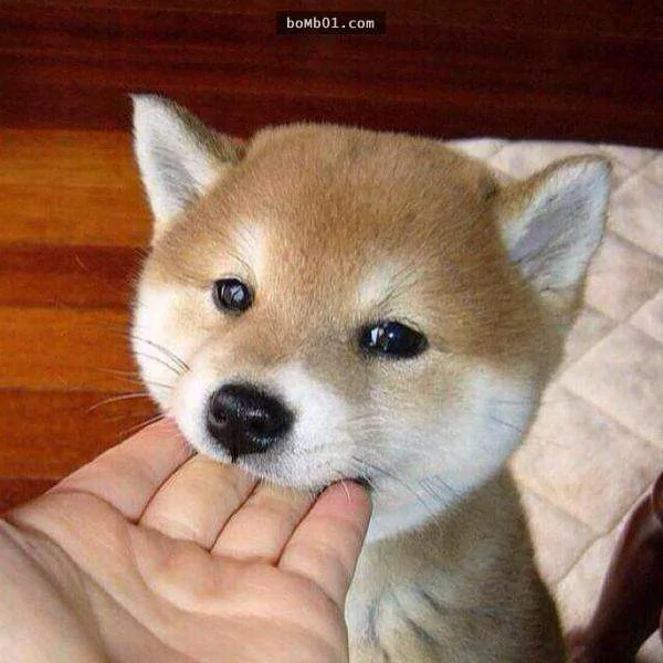 柴犬们的傻萌举止,让我笑到求饶啊!