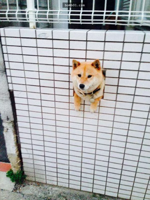 柴犬们的傻萌举止,让我笑到求饶啊!