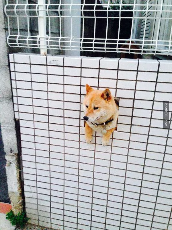 柴犬们的傻萌举止,让我笑到求饶啊!