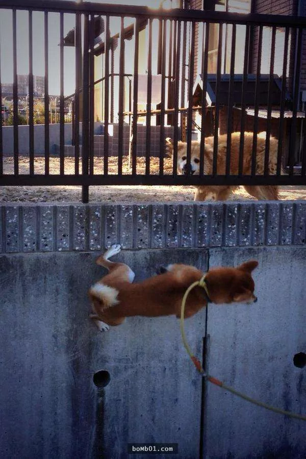 柴犬们的傻萌举止，让我笑到求饶啊！