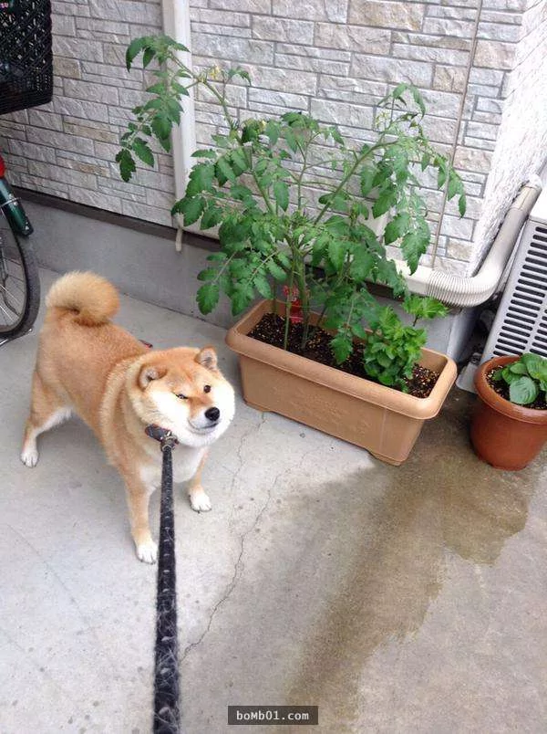 柴犬们的傻萌举止,让我笑到求饶啊!