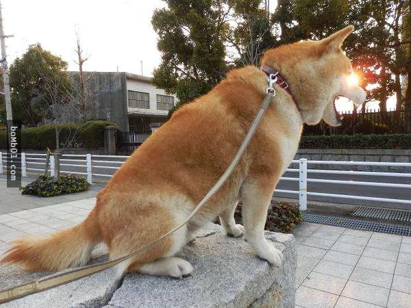 柴犬们的傻萌举止,让我笑到求饶啊!