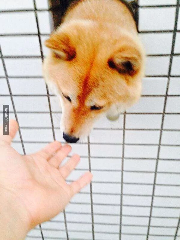 柴犬们的傻萌举止,让我笑到求饶啊!