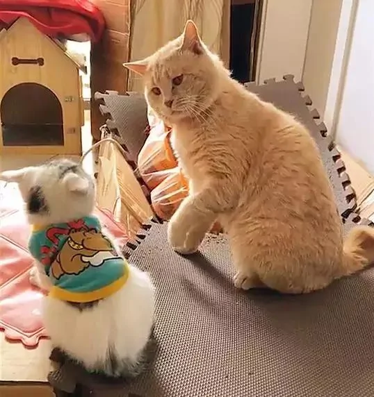 猫咪教训新来的小奶猫 伸出爪子就要打头:我轻轻的不疼!